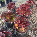 Vortex Semponium