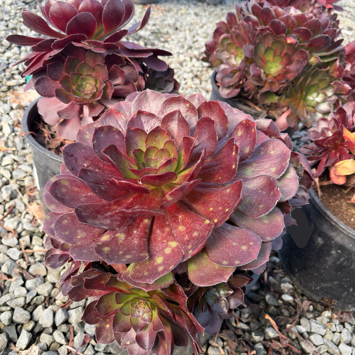 Vortex Semponium