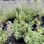 Walker's Low Catmint