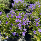 Wall Bellflower