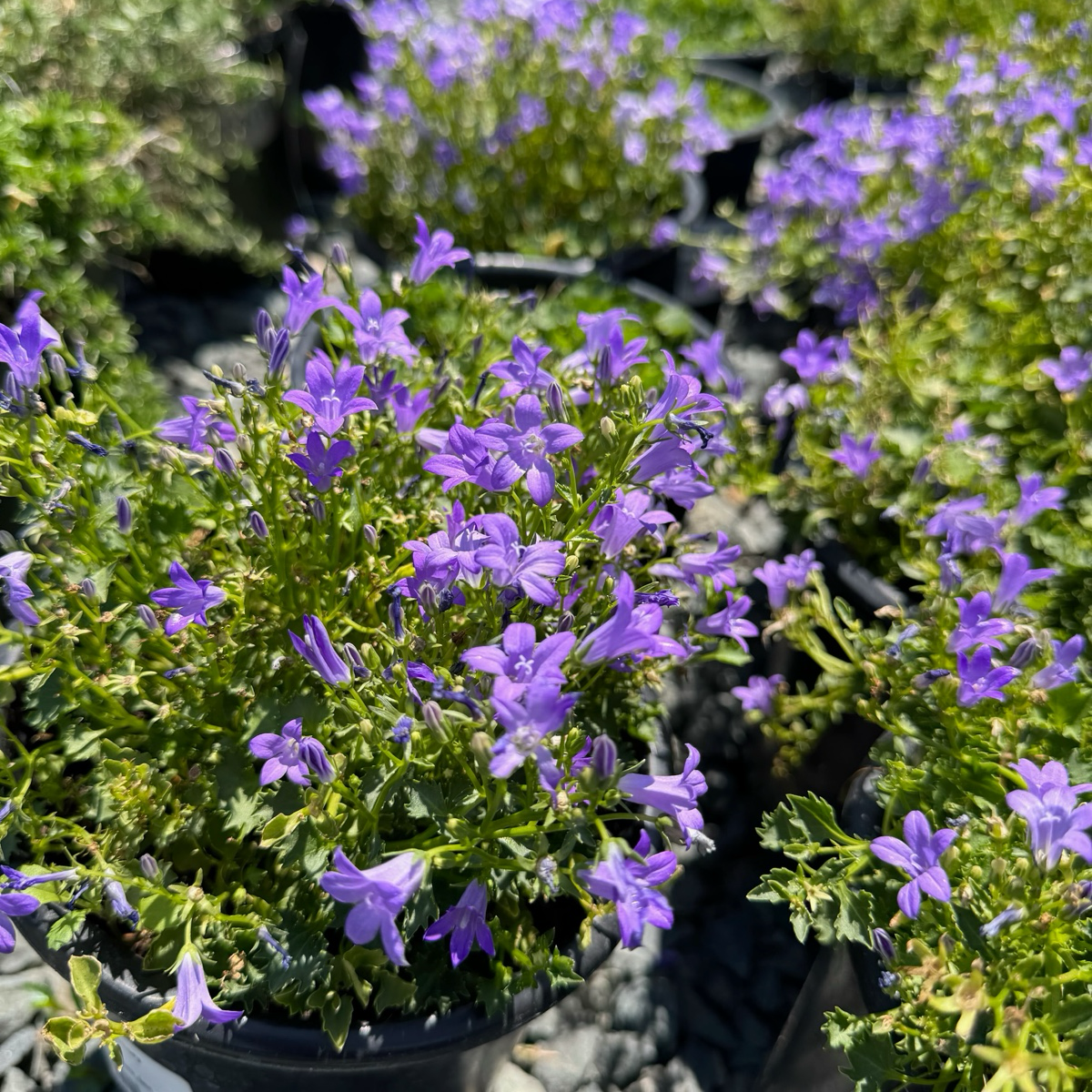 Wall Bellflower