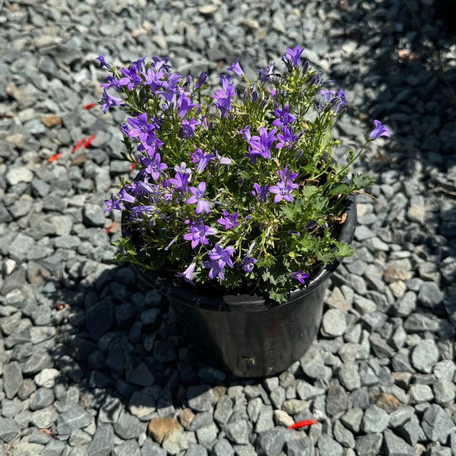 Wall Bellflower