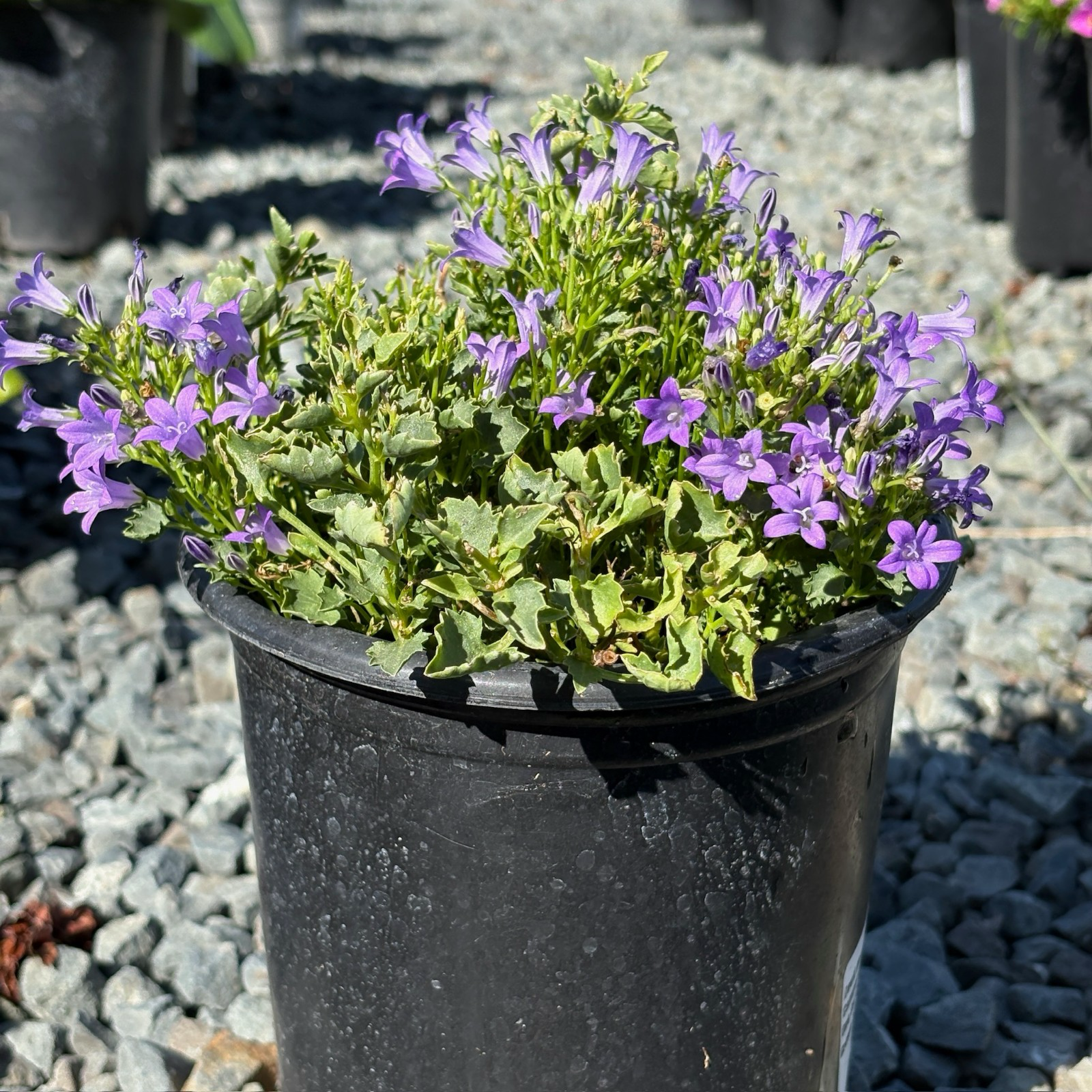 Wall Bellflower