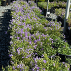 Wall Bellflower
