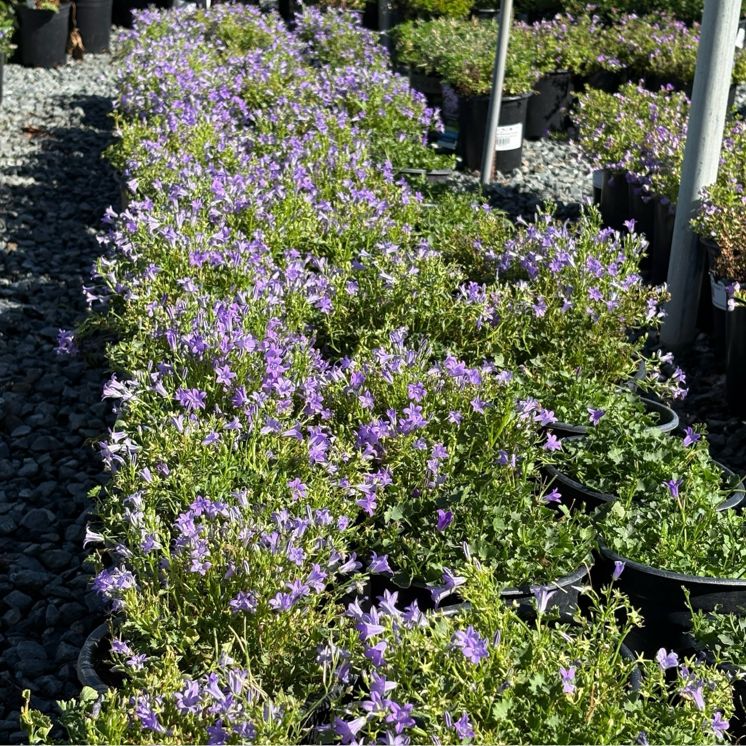 Wall Bellflower