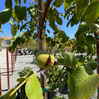 Walnut Tree