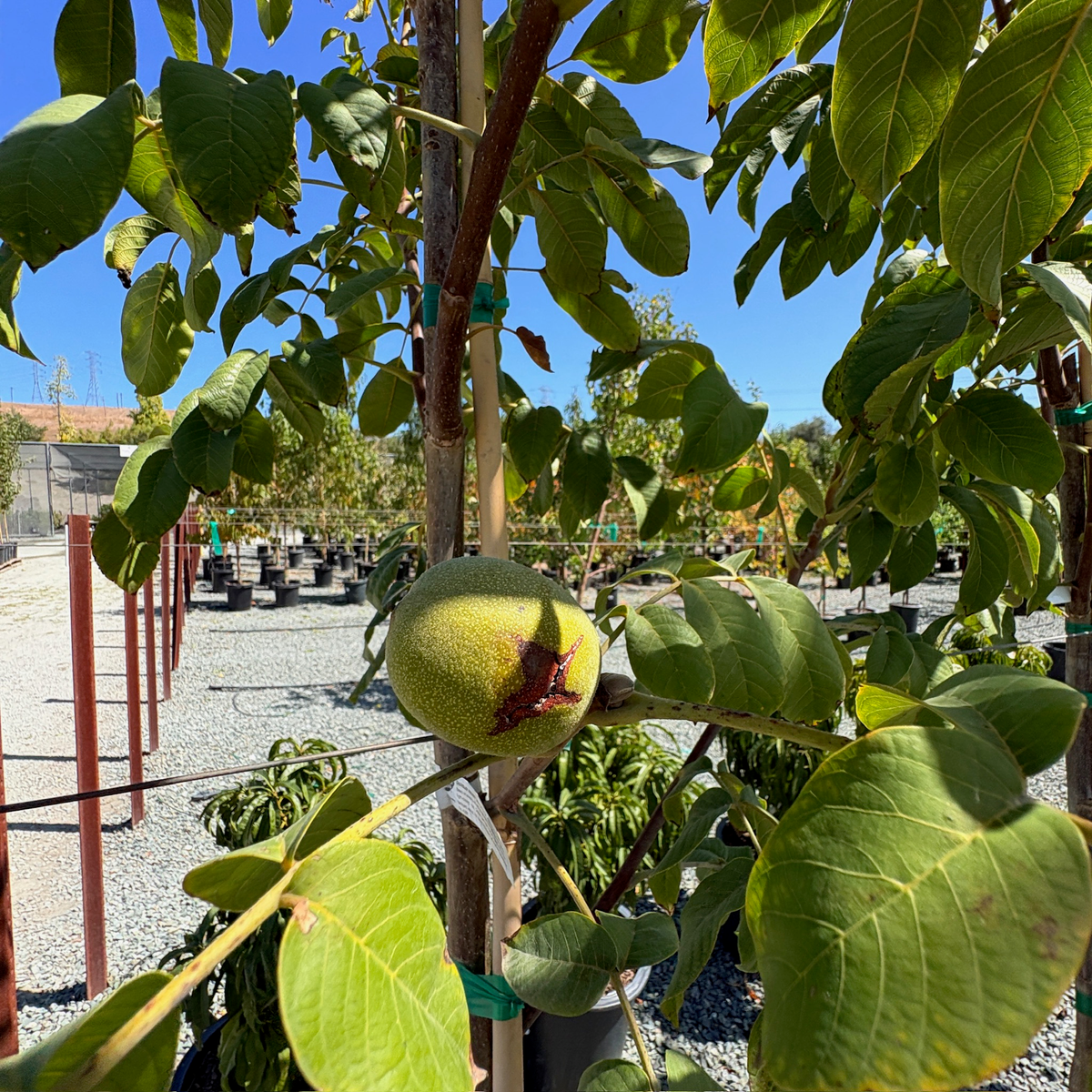 Walnut Tree