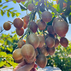 Hand holding a cluster of Wampee fruits on a Wampee tree branch with a blurred natural background