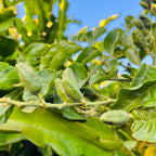Green Wampee fruits or buds on a branch with leaves against a blue sky