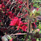 Ward's Ruby Azalea