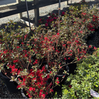 Ward's Ruby Azalea
