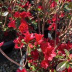 Ward's Ruby Azalea
