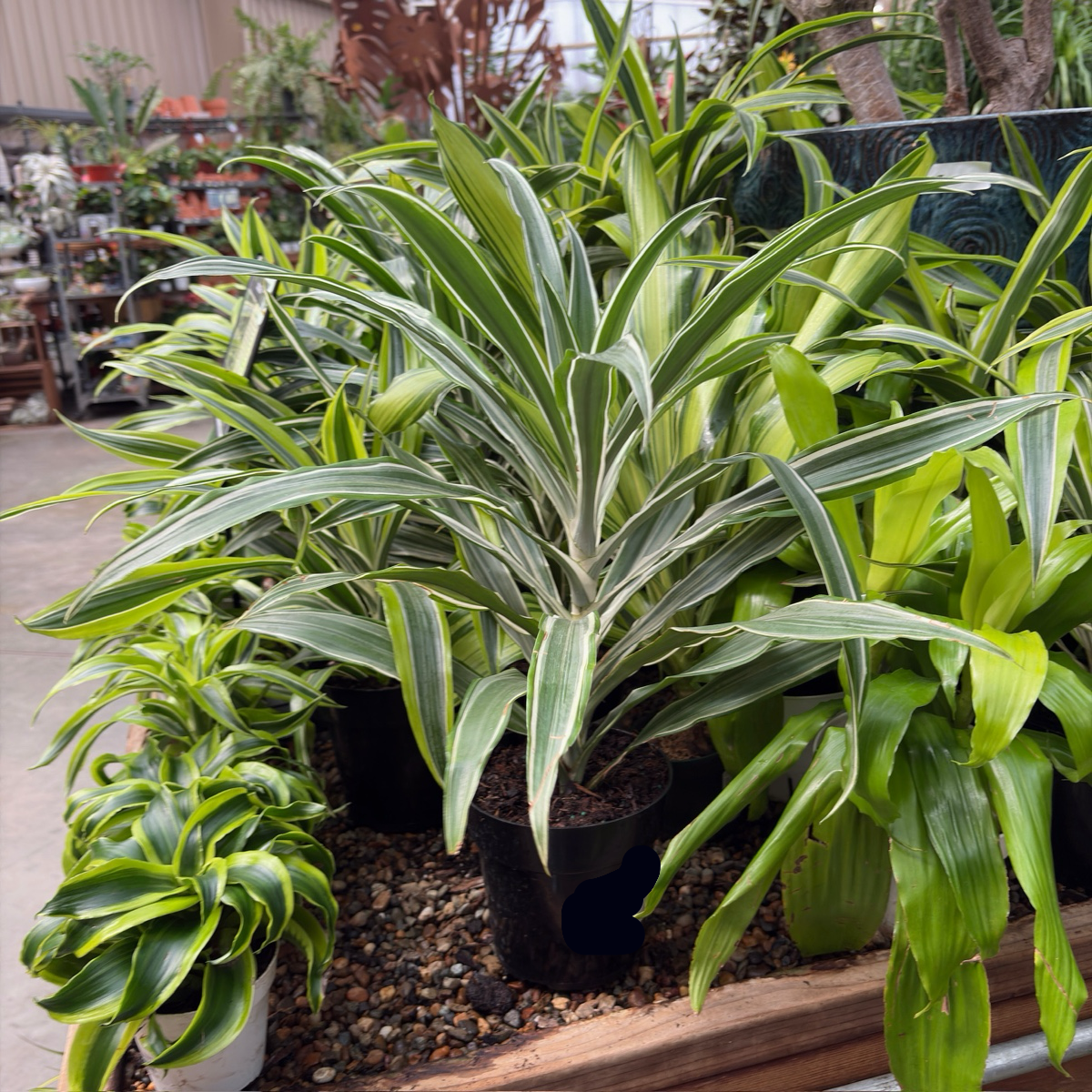 Warneckii Corn Plant