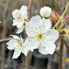 Warren Pear Tree