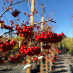 Washington Hawthorn