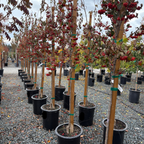 Washington Hawthorn