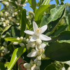 Washington Navel Orange