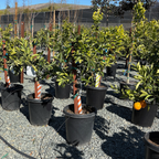 Washington Navel Orange
