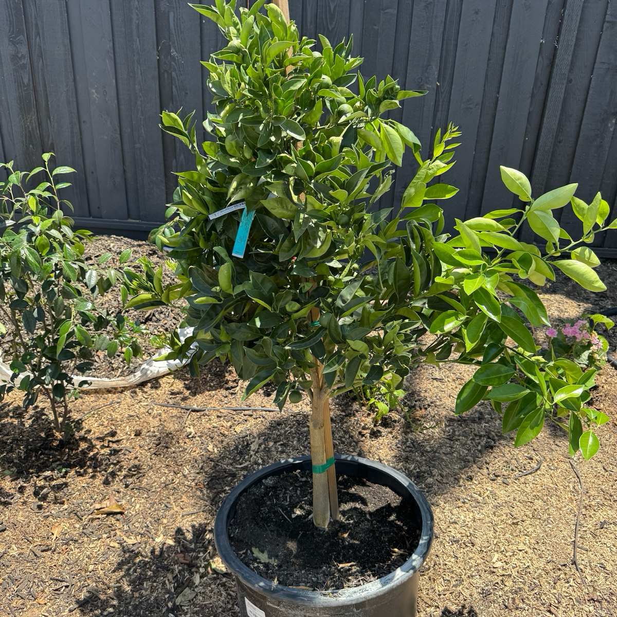 Washington Navel Orange