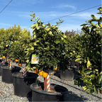 Washington Navel Orange