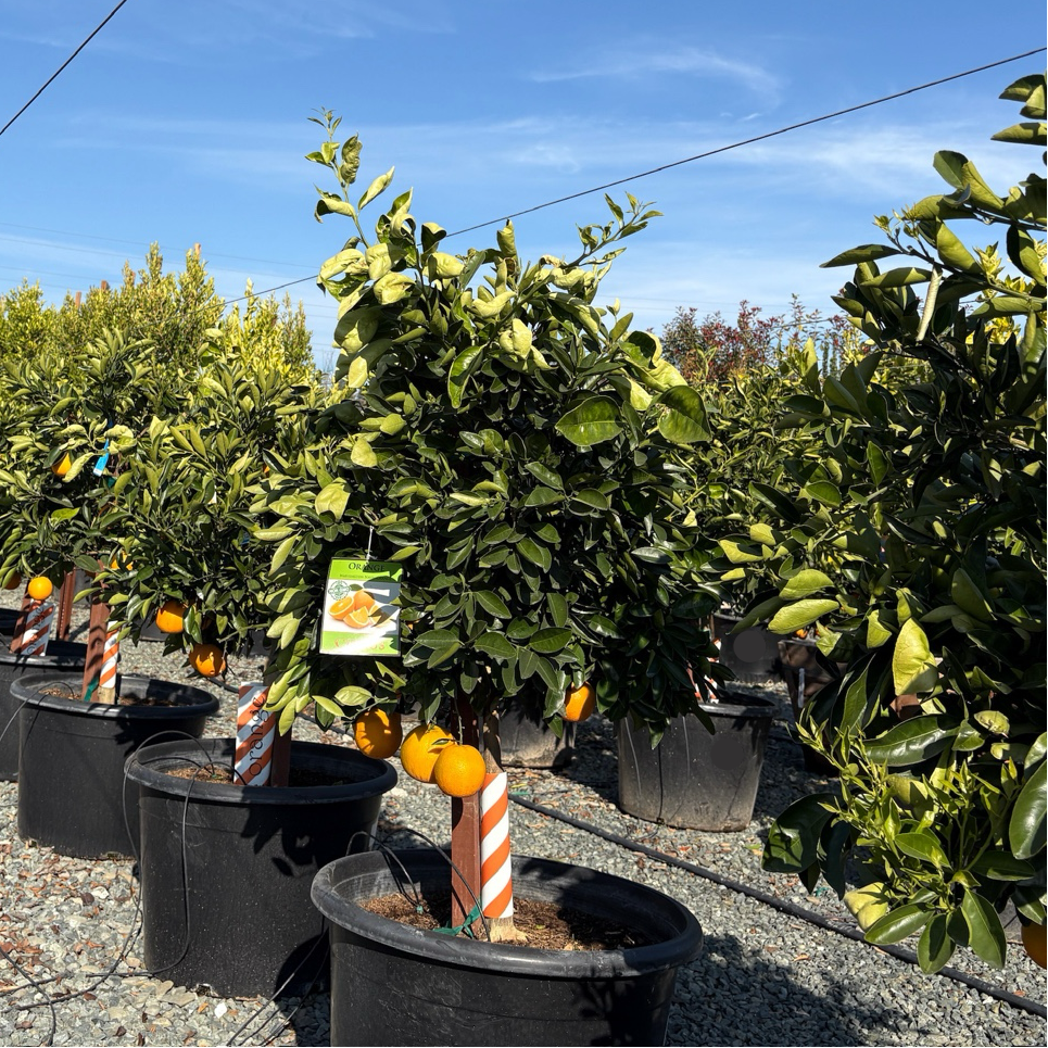 Washington Navel Orange