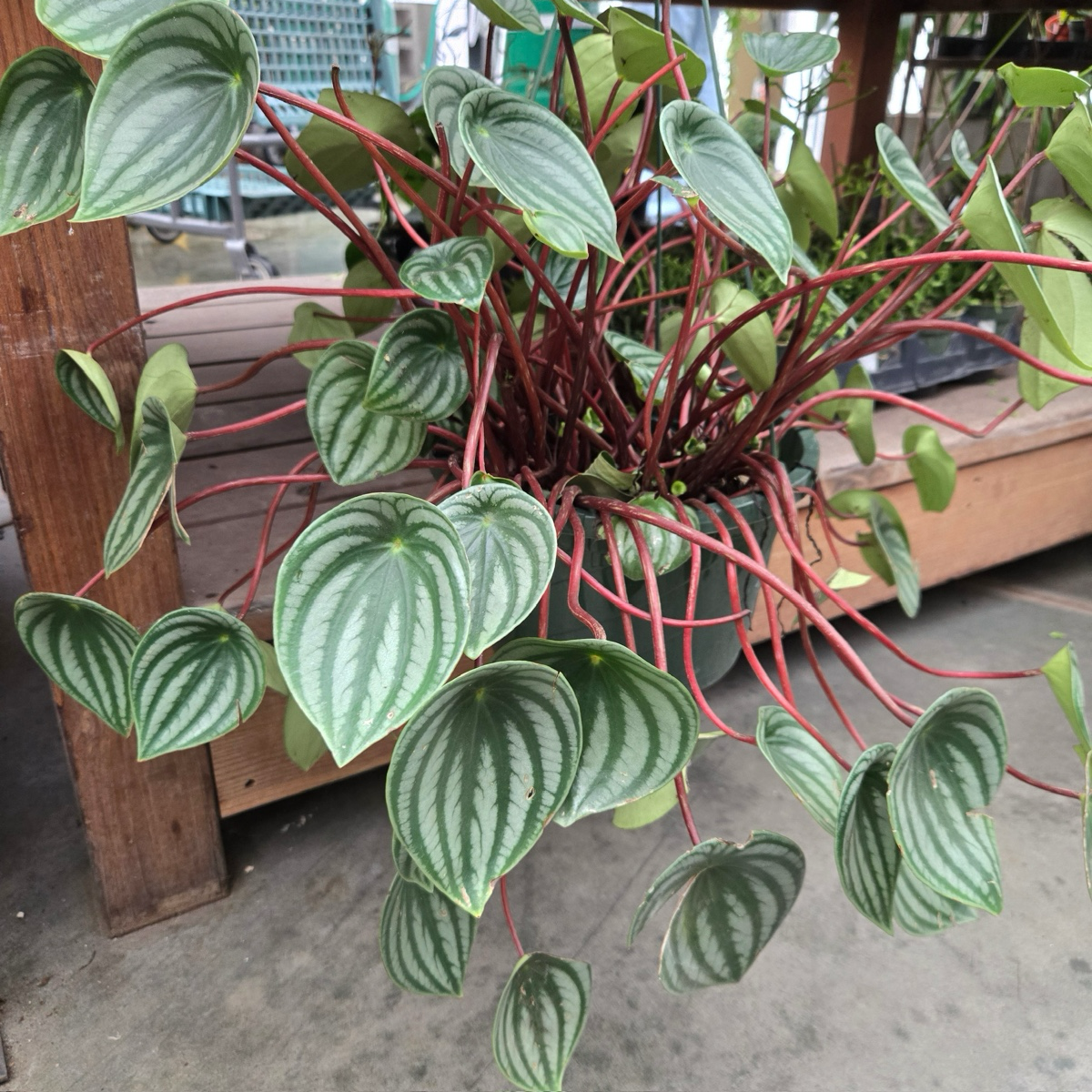 Watermelon Peperomia