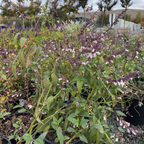 Waverly Sage