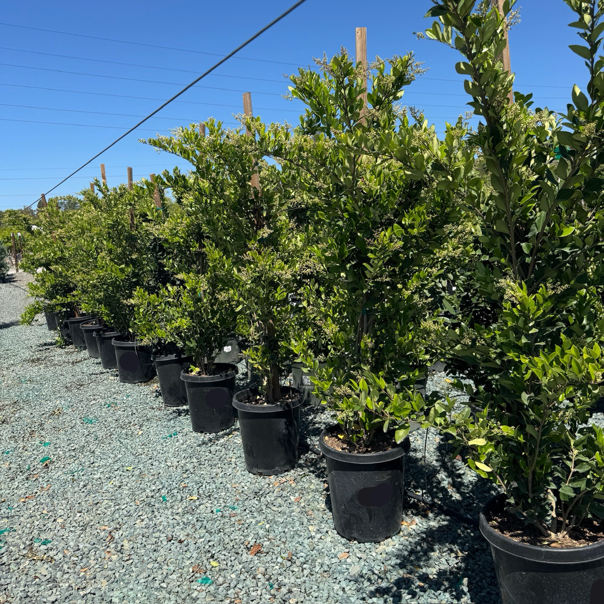 Waxleaf Privet