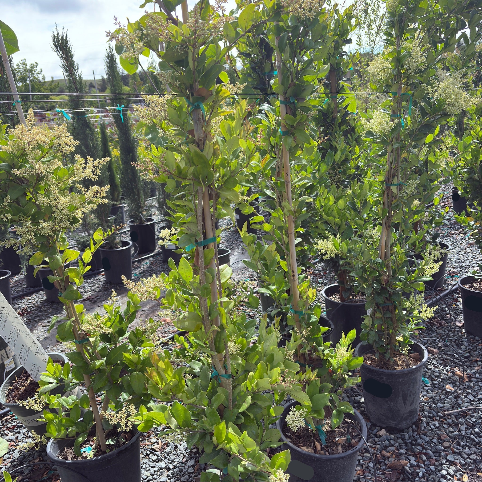 Waxleaf Privet