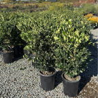Waxleaf Privet