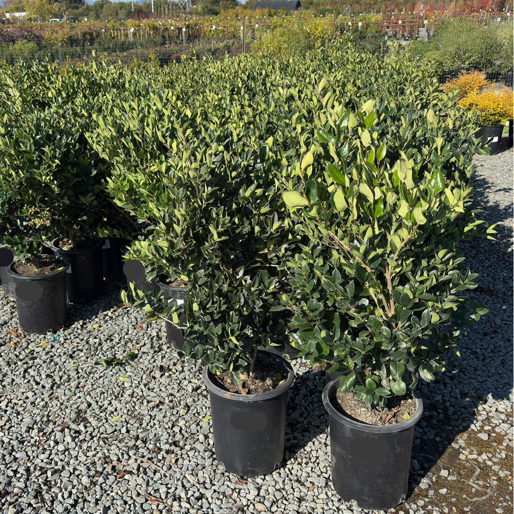 Waxleaf Privet