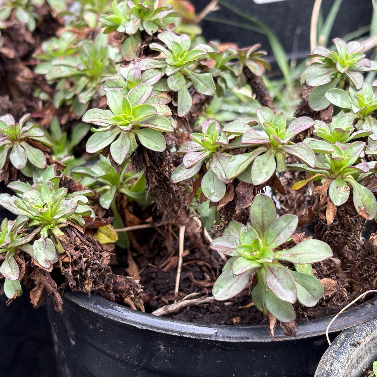 Small potted  Wayne Roderick Seaside Daisy with green leaves and visible roots in a black pot.