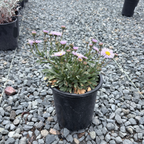 Wayne Roderick Seaside Daisy