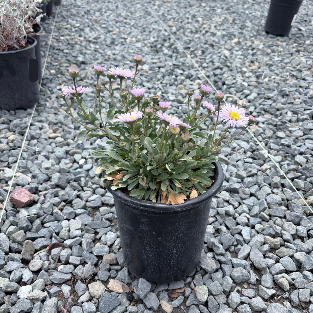 Wayne Roderick Seaside Daisy