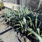 Weber's Blue Agave