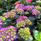 Wee Bit Grumpy Hydrangea