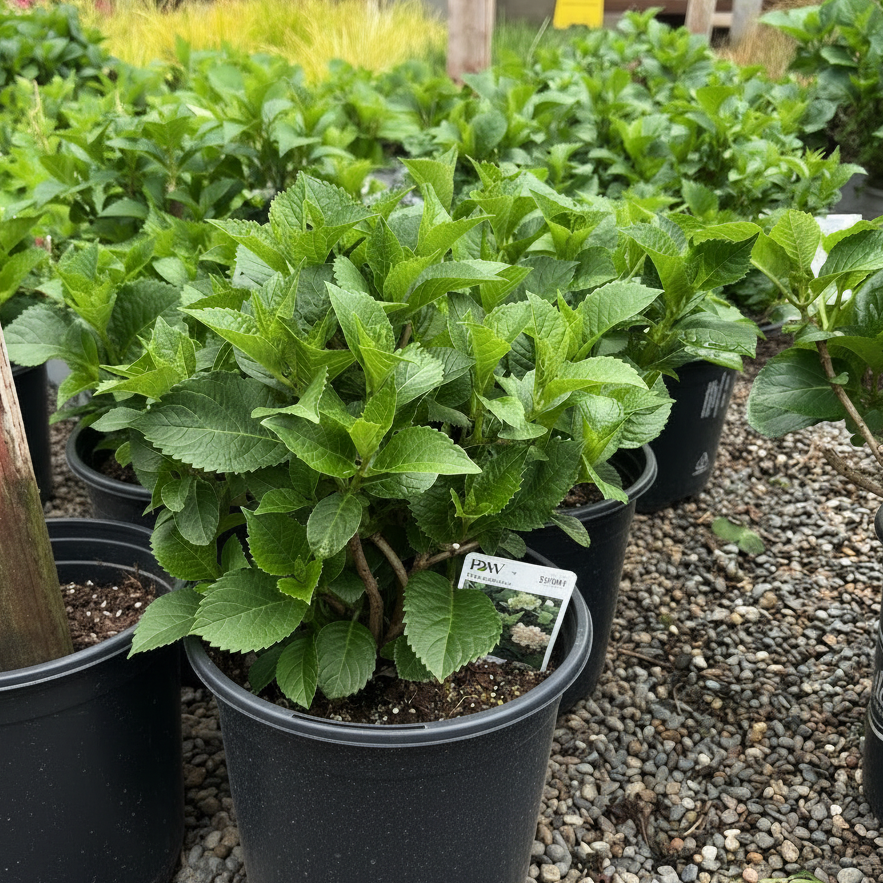 Wee Bit Grumpy Hydrangea