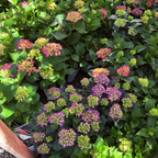 Wee Bit Grumpy Hydrangea