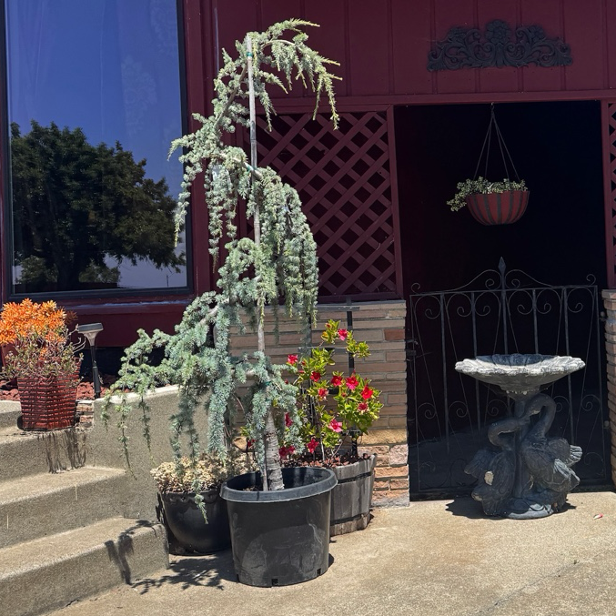 Weeping Blue Atlas Cedar