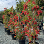 Weeping Bottlebrush