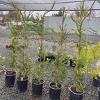 Weeping Bottlebrush