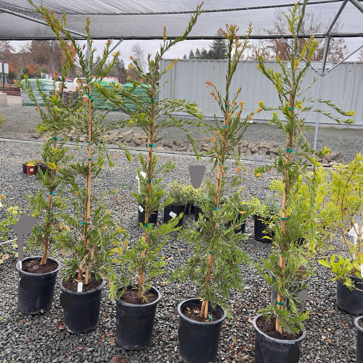 Weeping Bottlebrush