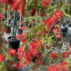 Weeping Bottlebrush