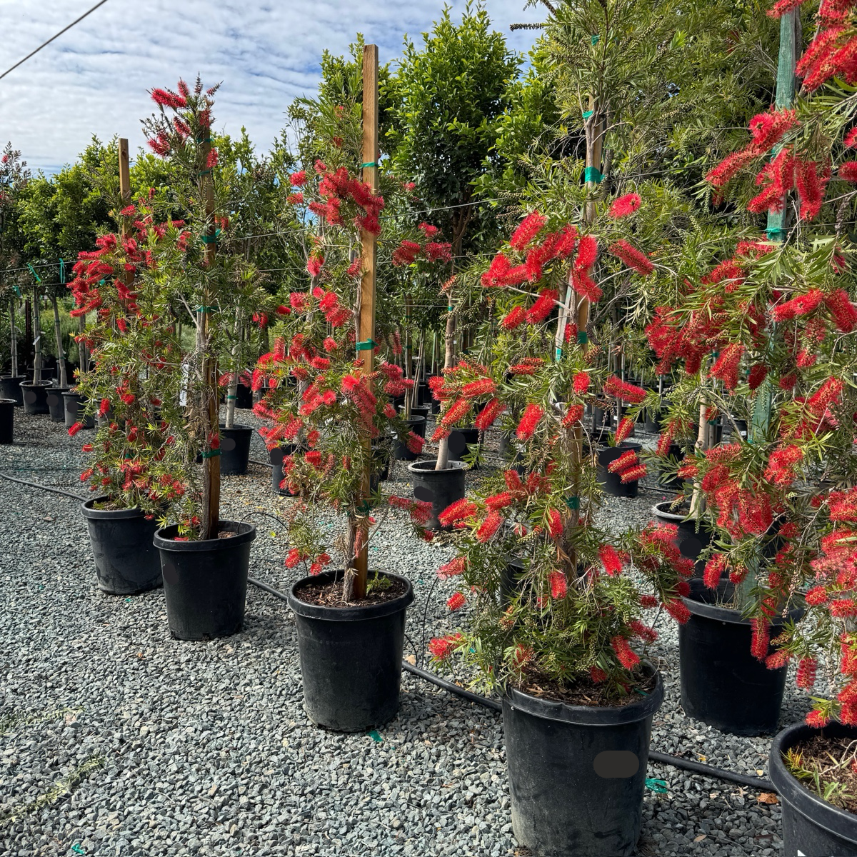 Weeping Bottlebrush
