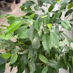 Weeping Fig 'Spearmini‘