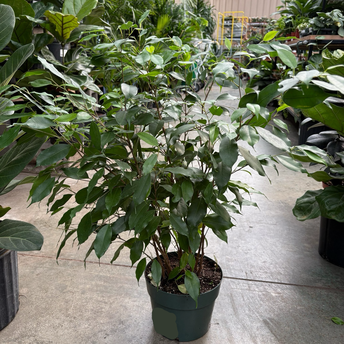 Weeping Fig 'Spearmini‘