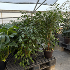 Weeping Fig 'Spearmini‘