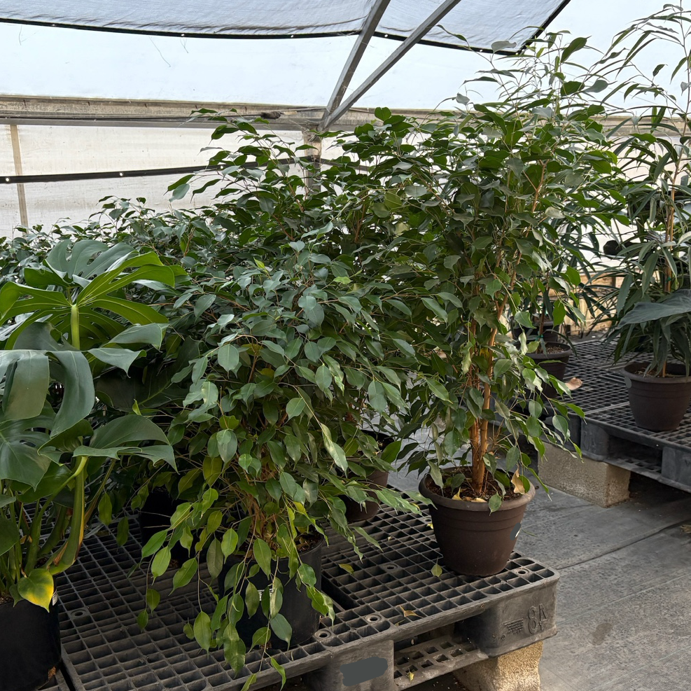 Weeping Fig 'Spearmini‘
