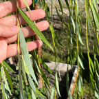 Hand holding a Weeping Willow leaf with a natural background