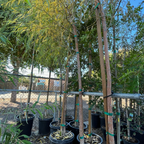 Row of potted Weeping Willow trees with stakes and green ties in a garden setting